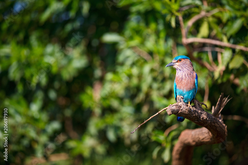 Lilac breasted roller photo