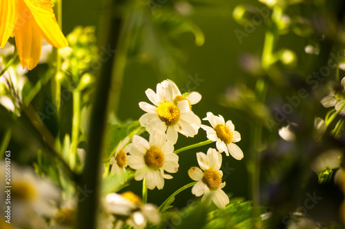 a bouquet of bright spring flowers of various types