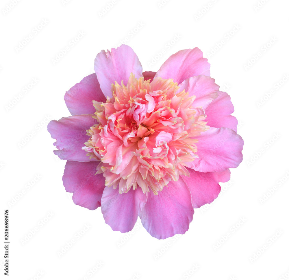 blooming flower pink peony close up, top view isolated on white background