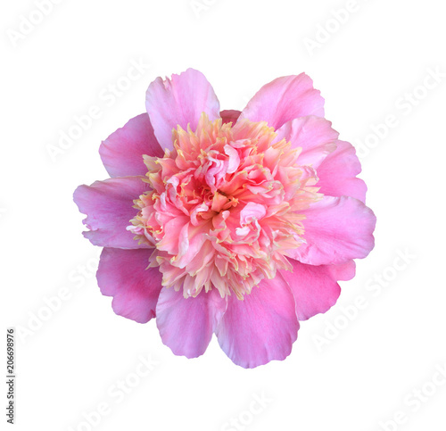 Fototapeta Naklejka Na Ścianę i Meble -  blooming flower pink peony close up, top view isolated on white background