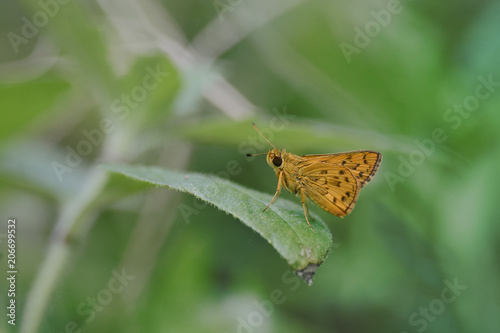Butterfly (Hesperiidae) perching on green leaf