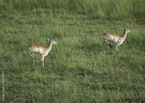 Aerial view of impala running through the water on the savanna of Botswana