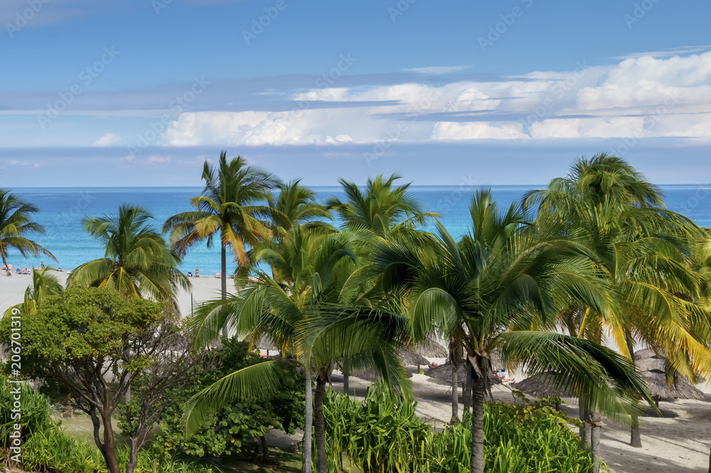 green palm trees and tropical trees in the tropics by the beach, beach umbrellas, holidaymakers on the sand near the coastline, the ocean, against the blue sky and clouds, Cuba