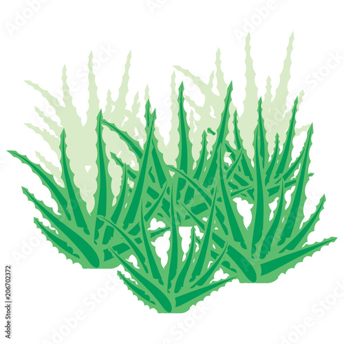 Aloe vera bush, succulent plant, flower isolated on white background. Overgrown aloe vera. Vector illustration.
