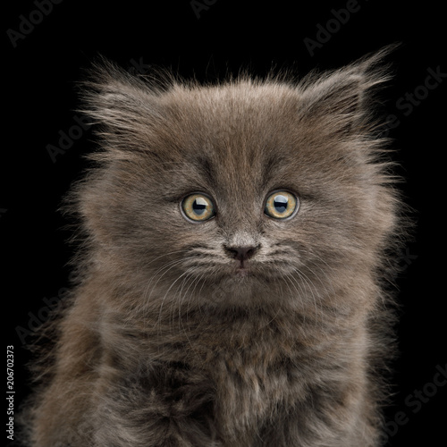 Portrait of Frightened Gray Kitten, Stare in Camera on Isolated Black Background © seregraff