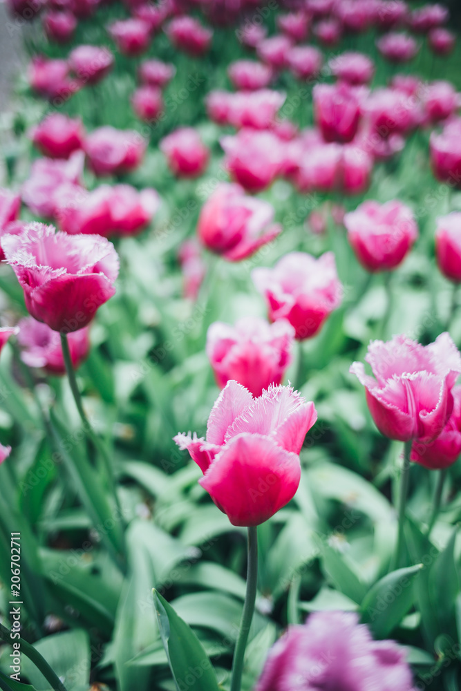 Natural seasonal landscape using as backgrounds or wallpapers. Natural seasonal landscape using as backgrounds or wallpapers.
