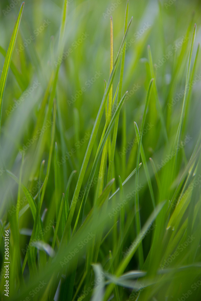 grüne Wiese grüne Wiese