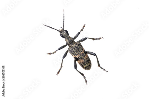 Beetle Rhagium mordax on a white background