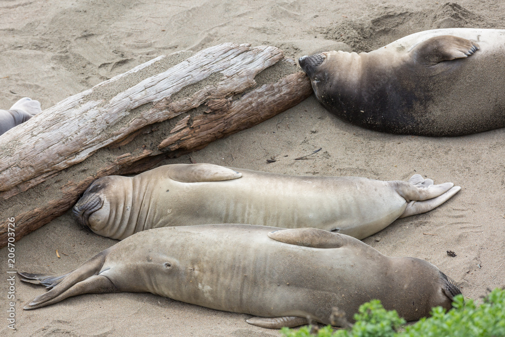 Elephant seal Elephant seal