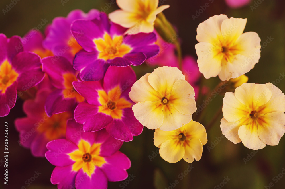 Flowers Flowers