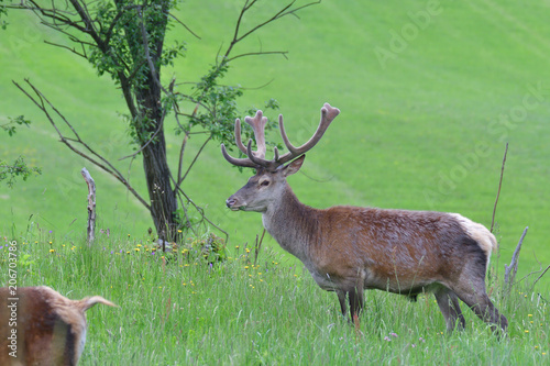 stags with antlers in the spring close up portrait