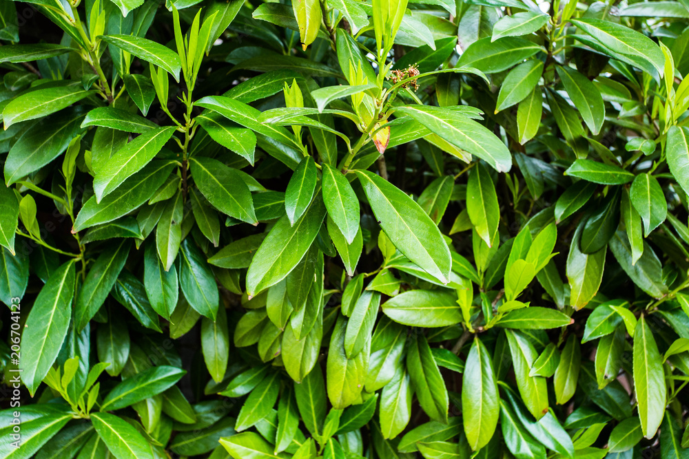 Green fresh plants grass closeup for background