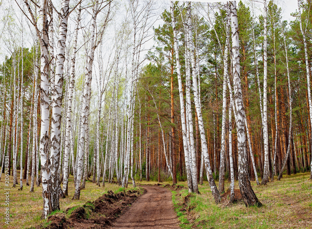 Obraz premium road in birch forest