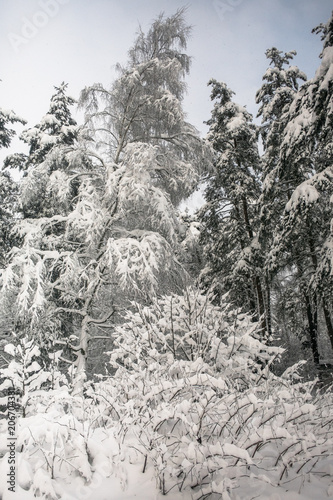 A cloudy winter day in a snowy forest. Thin branches of young trees are bended under abundant snow covering.