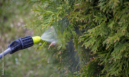 Gardener sprinkles young plum tree from pests and diseases with bottle sprayer. He holds sprayer in his hand.