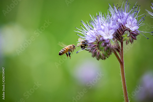Biene mit lila blühender Phacelia Blume auf Feld. © Thorsten Assfalg