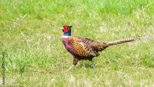 Pheasant