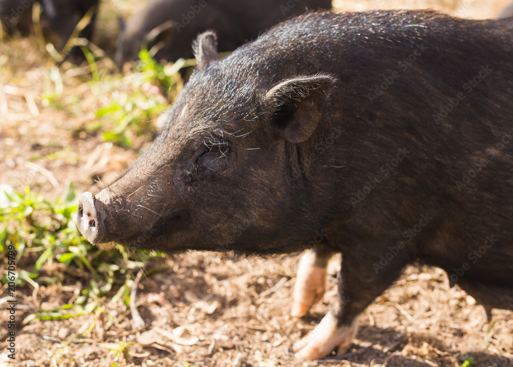 Wild black boar or pig walking on meadow. Wildlife in natural habitat Wild black boar or pig walking on meadow. Wildlife in natural habitat