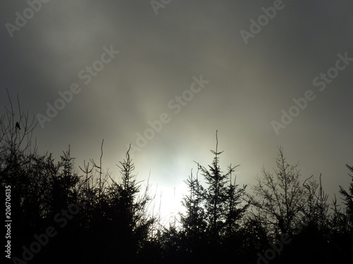 Sun through trees and grey cloudy sky 