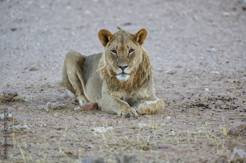 young male lion resting in the Kgalagadi Transfrontier Park in South Africa