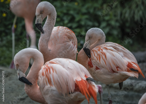 Flamingos