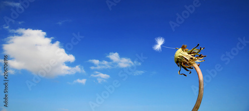 Fototapeta Naklejka Na Ścianę i Meble -  Schöne Pusteblume