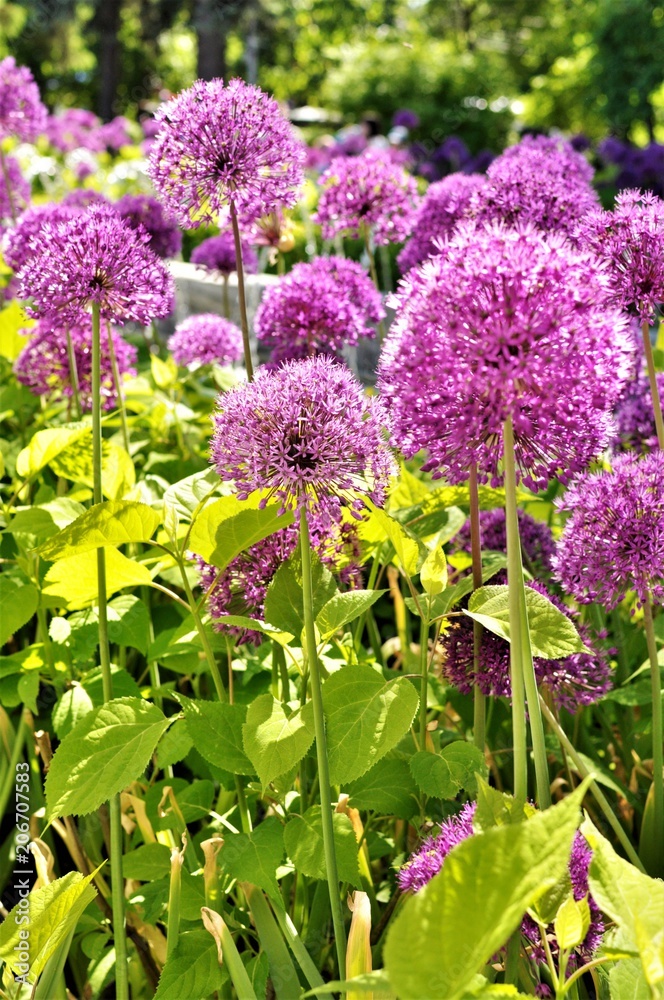 Obraz premium Flower