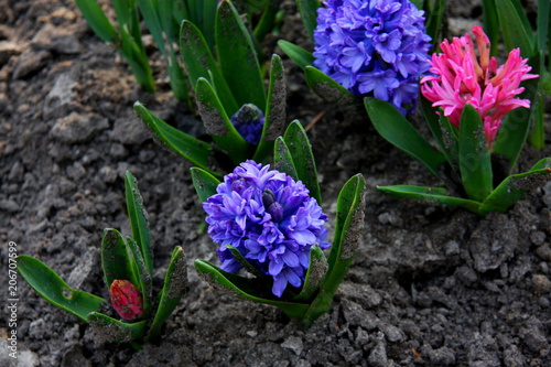 Purple  hyacinth © SanLab