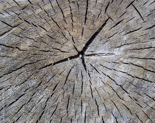 Texture of a tree with cracks, close-up