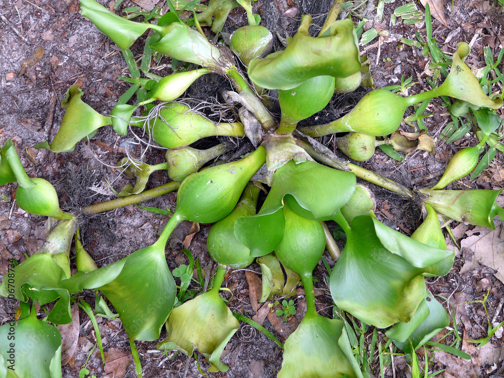 Water Hyacinth Growing on Dry Land. As evidenced by this specimen in northern Florida, the