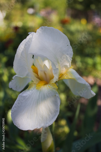 Fototapeta Naklejka Na Ścianę i Meble -  Summer white flower in the garden