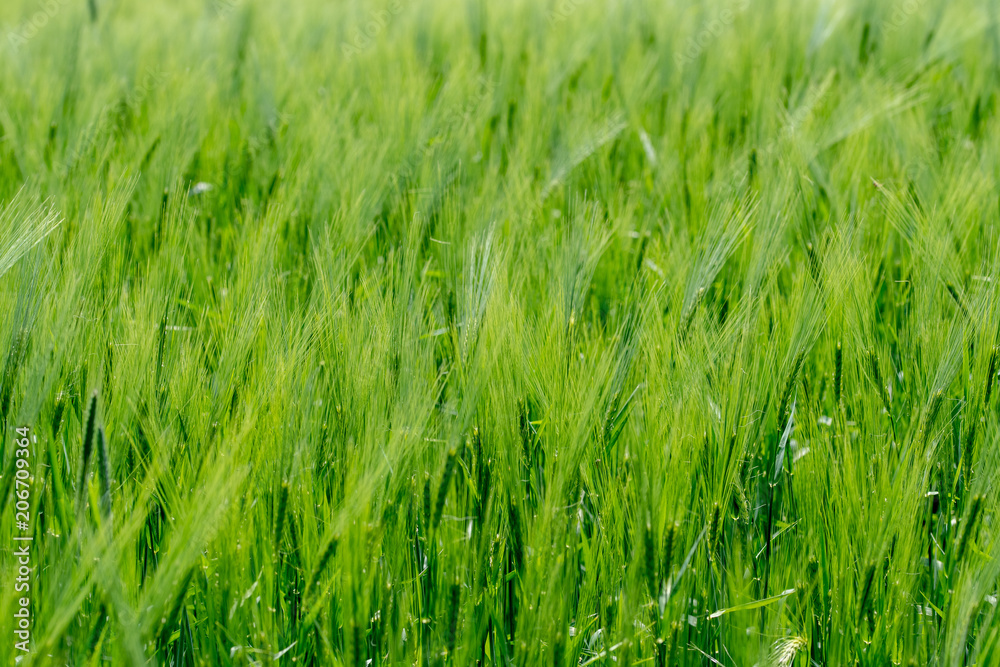 Obraz premium A bright green grain field in the wind