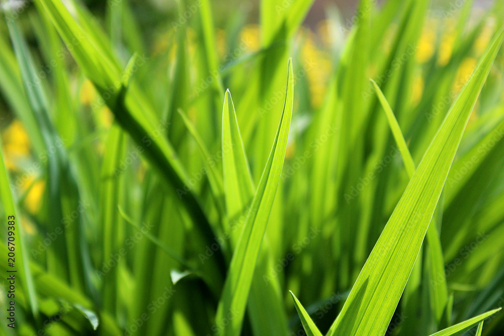 green juicy outgoing grass growing in a meadow green juicy outgoing grass growing in a meadow