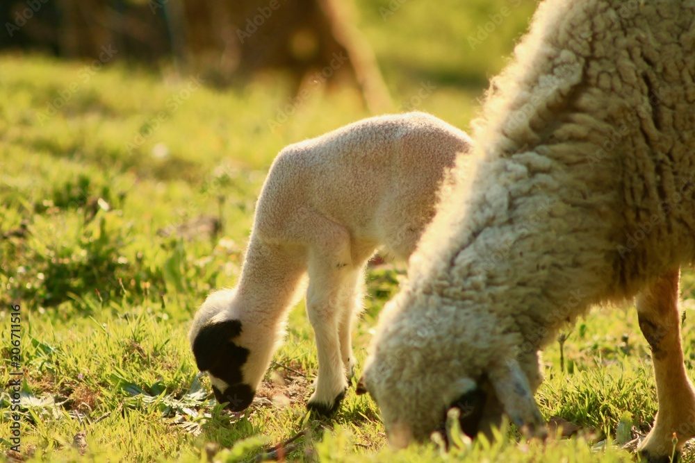 Fototapeta premium Baby Lamb