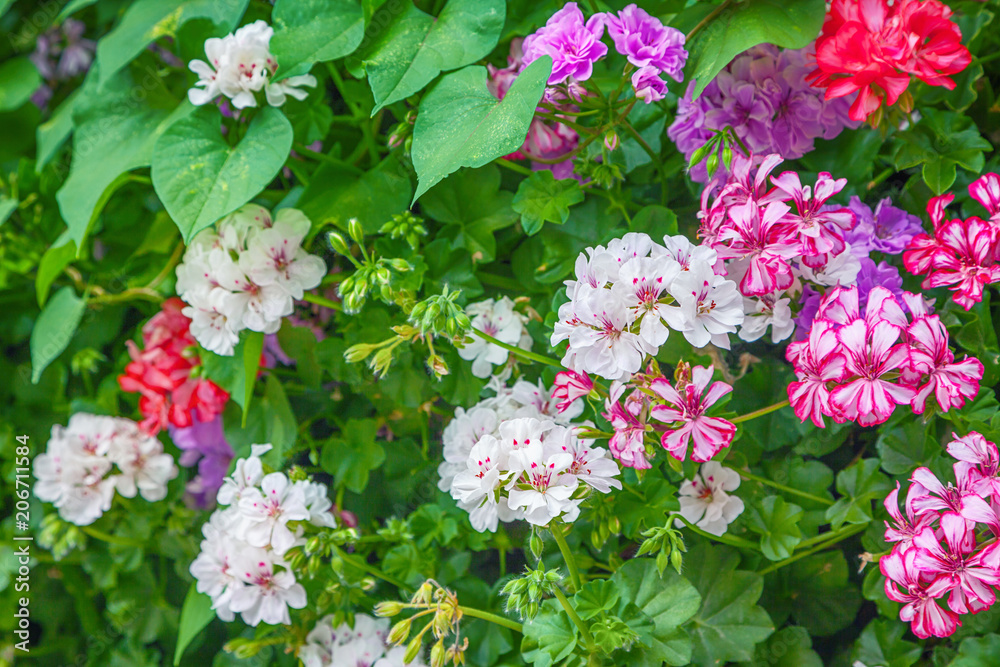Flowers Flowers