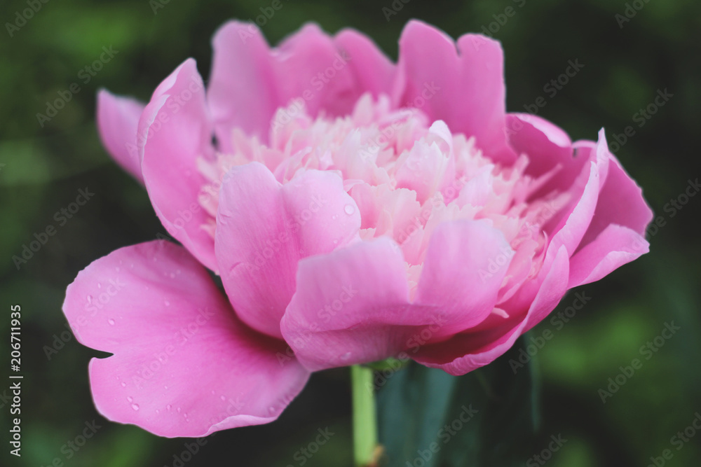 Close-up peony flower with raindrops on the petals