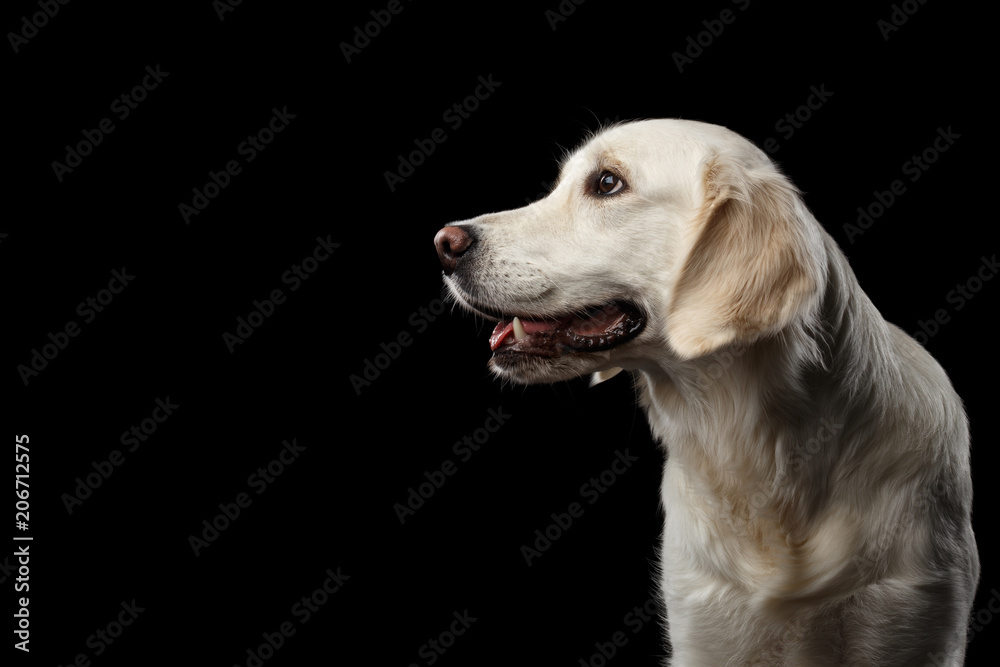 Adorable Portrait of Golden Retriever Dog Looking side, Isolated on Black Backgrond, profile view