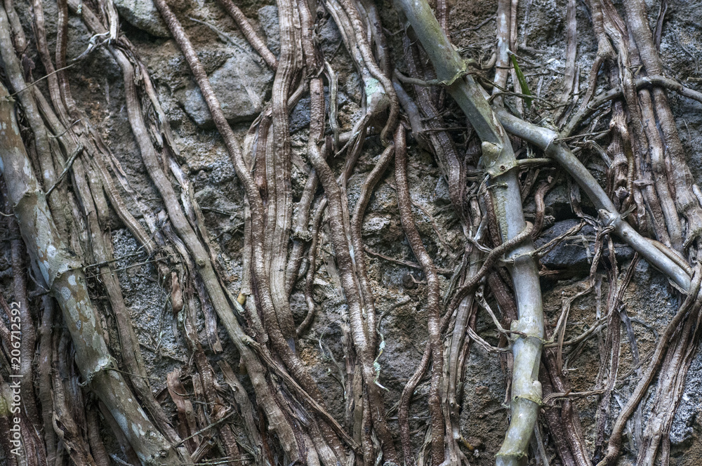 La nature reprend sa place. Mur de pierres envahi par des racines. La nature reprend sa place. Mur de pierres envahi par des racines.