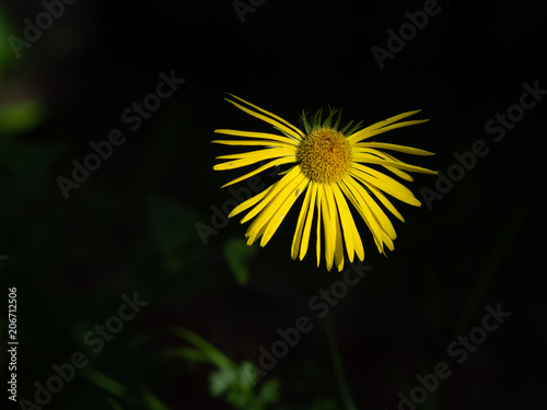 Fototapeta Naklejka Na Ścianę i Meble -  Wild yellow daisy, struggling to the light.