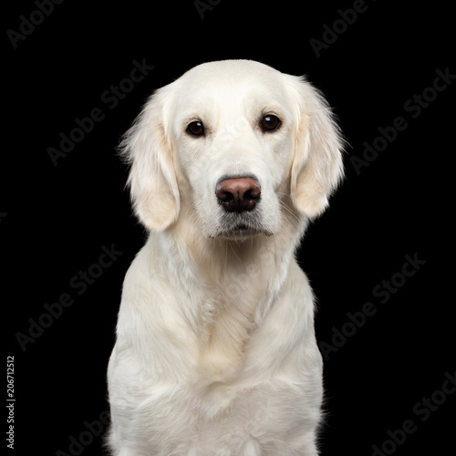 Adorable Portrait of Golden Retriever Dog Looking in Camera, Isolated on Black Backgrond © seregraff