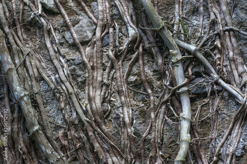 La nature reprend sa place. Mur de pierres envahi par des racines.