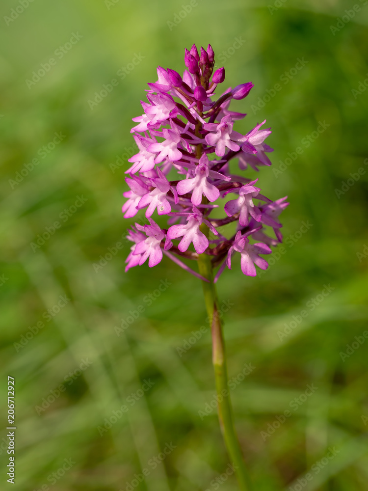 Pyramidal orchid, in natural setting, blurry background.