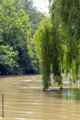 river landscape with trees