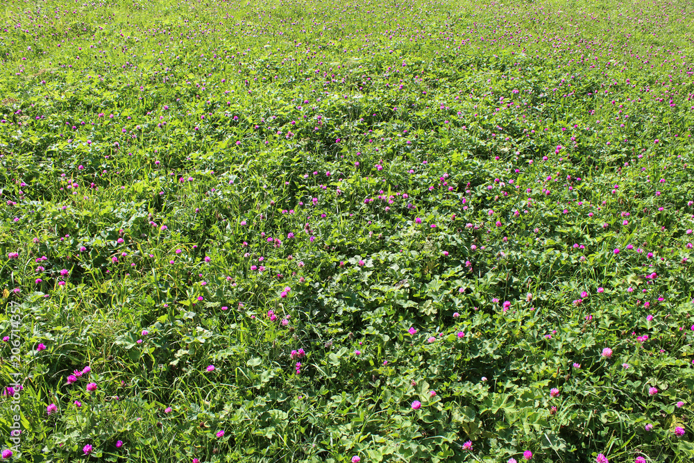 Fototapeta premium Hintergrund - Wiese mit viel Klee