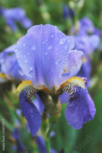 Fototapeta Naklejka Na Ścianę i Meble -  Summer blue flower with raindrops on the petals