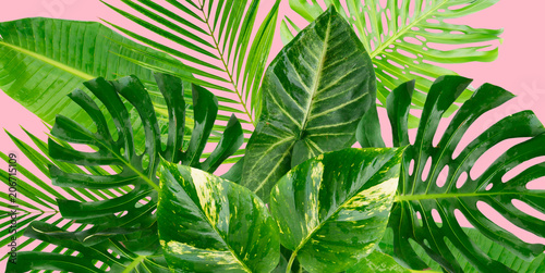 Tropical green leaves