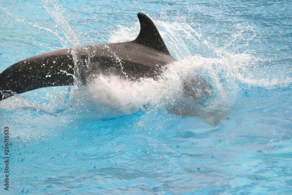 Fototapeta premium Splashing dolphin, Riccione, Italy