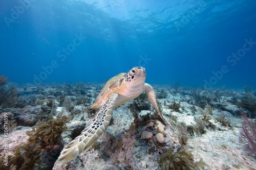Green Sea Turtle (Florida Keys)