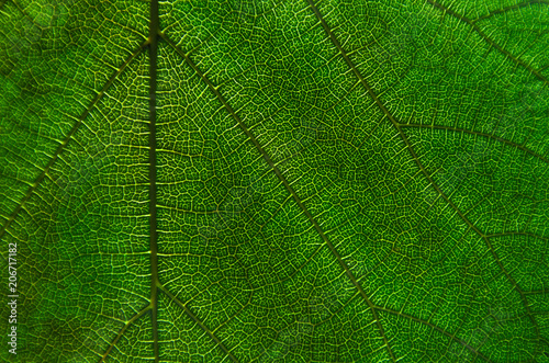 Green leaves texture and leaf fiber, Wallpaper by detail of green leaf.