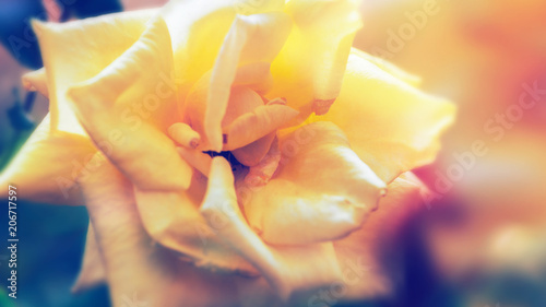background nature Flower rose. yellow flowers. Background blur